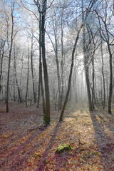 Naklejka premium Crystalline silence blankets the forest, where frozen branches glisten with icy dew, transforming winter's landscape into a pristine white wonderland