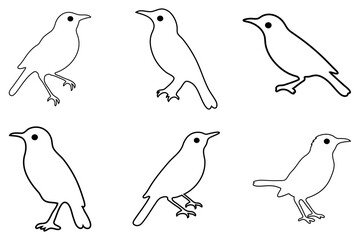 Outline Starling Bird Illustration Design Set