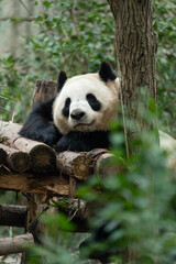 Pandas at Chengdu Panda Base in Sichuan province