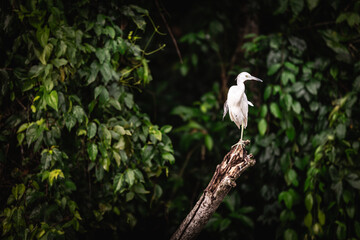 A blue-gray heron (Egretta caerulea) sitting on an old branch in Tortuguero National Park, Limon, Costa Rica