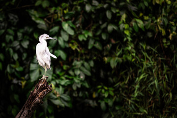 A blue-gray heron (Egretta caerulea) sitting on an old branch in Tortuguero National Park, Limon, Costa Rica