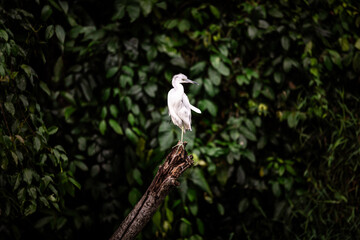 A blue-gray heron (Egretta caerulea) sitting on an old branch in Tortuguero National Park, Limon, Costa Rica