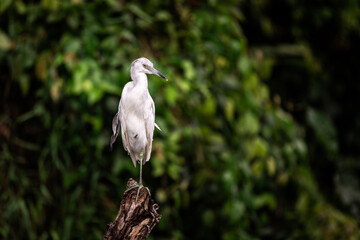 A blue-gray heron (Egretta caerulea) sitting on an old branch in Tortuguero National Park, Limon, Costa Rica