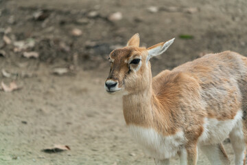 An antelope cub at the Chengdu Zoo