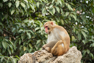 Macaques at Chengdu Zoo in Sichuan province