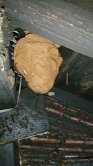 1938)japanese yellow hornet nest in the attic of a old house in an inland village(Photo taken at 19:47 on august 7, 2017)