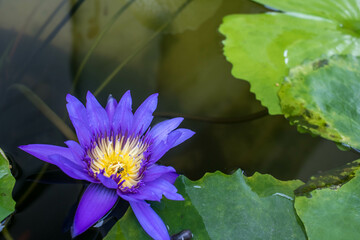 purple water lilly