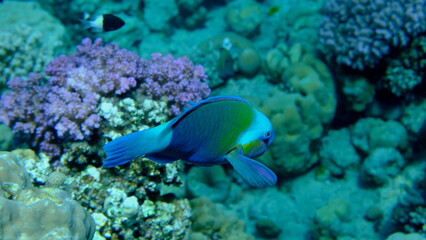 Daisy parrotfish or bullethead parrotfish (Chlorurus sordidus) undersea, Red Sea, Egypt, Sharm El Sheikh, Montazah Bay