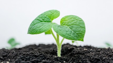 Young plant sprout emerging from soil, growth, agriculture, nature, background, for environmental or farming publications.