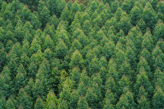 Lush green eucalyptus forest landscape