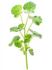 Naklejka premium Lush green plant sprig, isolated on white, botanical illustration, for gardening websites.