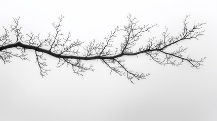 Obraz premium Bare tree branch isolated on white background.