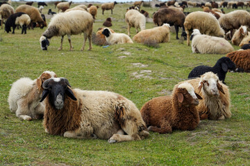 sheep and lambs grazing on the meadow