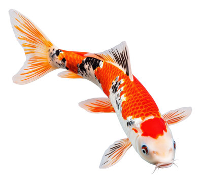 recommend clip art: Koi fish isolated on white background  PNG transparent..