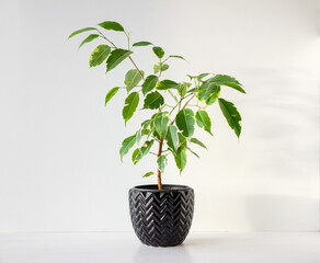 Young Ficus benjamina indoor plant in a black ceramic pot against a light wall background. Close up.