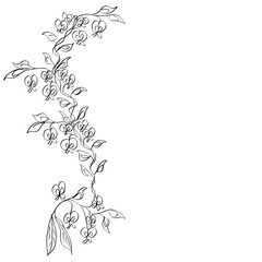 Black line pea flower drawing 