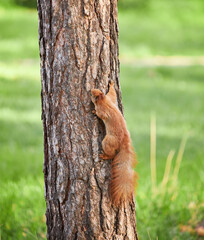 Squirrel Climbing a Tree