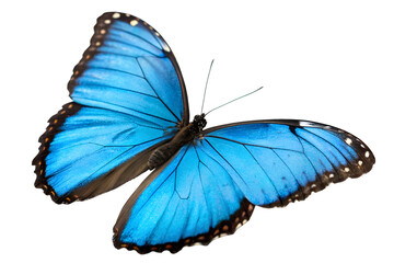 blue butterfly isolated on white or transparent