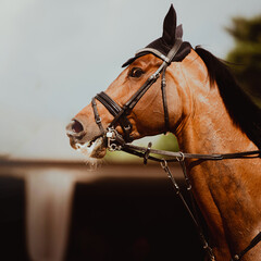 A portrait of a stunning bay horse, with a bridle gently around its muzzle, on a bright and warm summer's day.