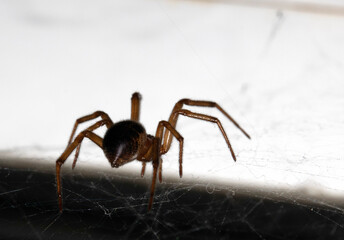 Close Up of a House Spider on a Web