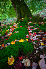 Fototapete bei efototapeten.de bestellen   