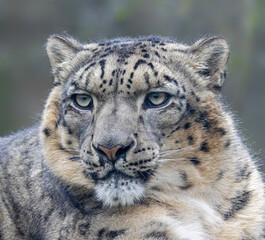 Fototapeta premium Close-uo view of a Snow leopard