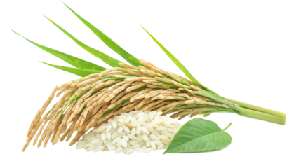 A beautiful close-up of an isolated rice ear with lush green leaves set against a transparent background, showcasing the natural beauty of agriculture and sustainable farming practices.
