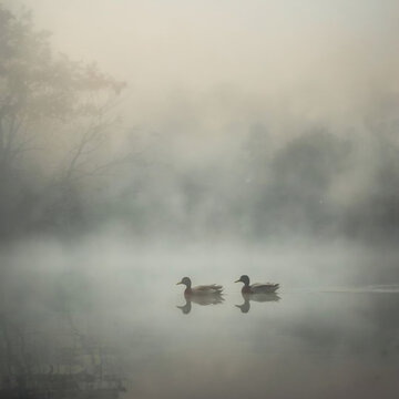 ducks in the lake