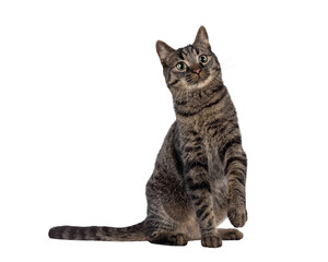 Classic tabby house cat, sitting up diagonal. Looking up above and beside camera. Isolated cutout on a transparent background.