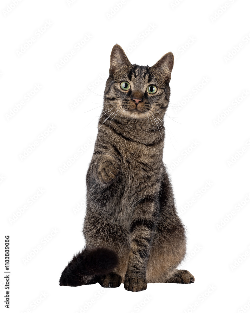 Poster classic tabby house cat, sitting up facing front with one paw pointing to viewer. looking towards ca