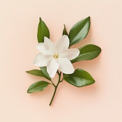 Obraz premium Single white gardenia blossom with green leaves on a peach background.