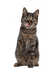 Classic tabby house cat, sitting up facing front with pink tongue licking nose. Looking towards camera. Isolated cutout on a transparent background.
