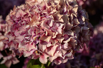 nature, horizon, beach, sky, color, sunset, silhouette, sun, sunrise, mountain, landscape, hill, cloud, summer, orange, evening, walking, flowers, people, statue, French, Brittany
French Region, 