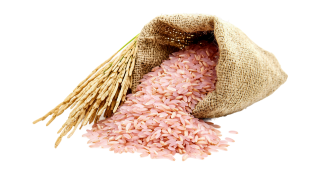 A burlap sack filled with long rice grains and rice ears, isolated on a transparent background, showcasing the natural beauty of rice as a staple food and symbol of healthy, organic agriculture.