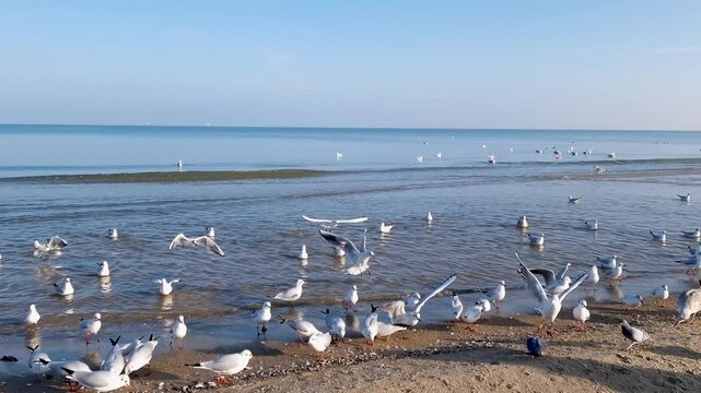 feeding seagulls on the shore of the Baltic Sea, natural sound. Sopot, Poland