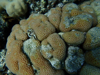 Lesser star coral (Goniastrea edwardsi) undersea, Red Sea, Egypt, Sharm El Sheikh, Montazah Bay