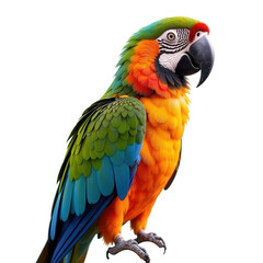 Fototapeta premium Tropical parrot on transparent background
