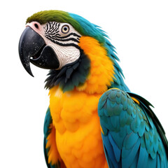 Obraz premium Tropical parrot on transparent background