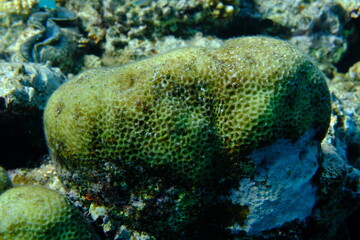 Lesser star coral (Goniastrea edwardsi) undersea, Red Sea, Egypt, Sharm El Sheikh, Montazah Bay