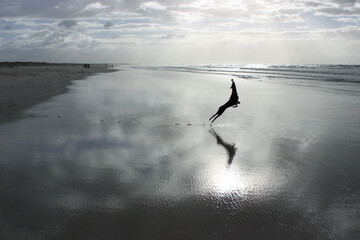 Dog and ball, Muizenberg, South Africa