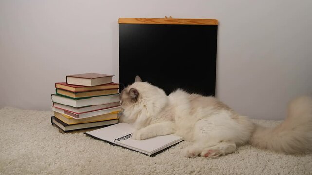 Back to school,regdoll cat, black school desk and books.