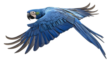 Majestic hyacinth macaw parrot soaring gracefully in flight with vibrant blue feathers