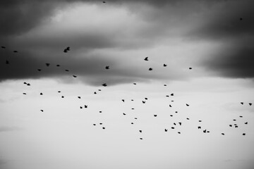A black-and-white photograph shows a flock of birds flying against a gray and cloudy sky.