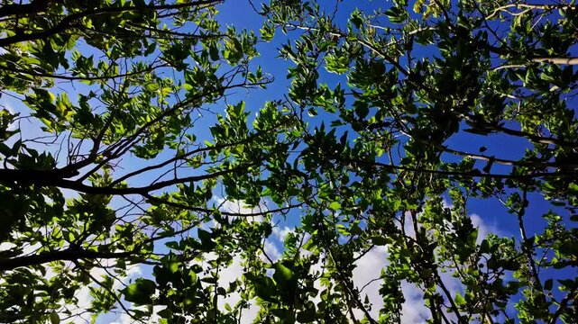 Green leaves and branches under bright blue sky in Attica Zoological Park, Greece