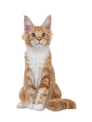 Adorable red with white Maine Coon cat, sitting up facing front. Looking beside camera with sweet expression. Isolated cutout on a transparent background.