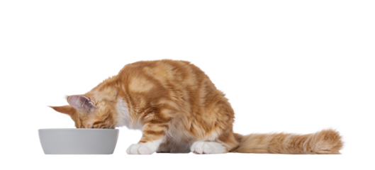 Adorable red with white Maine Coon cat, laying down beside grey food bowl. Head in bowl eating. Isolated cutout on a transparent background.