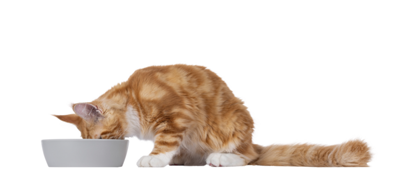 Adorable red with white Maine Coon cat, laying down beside grey food bowl. Head in bowl eating. Isolated cutout on a transparent background.