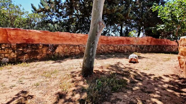 A lone tortoise walks on dry soil in a sunny enclosure at Attica Zoological Park, Greece