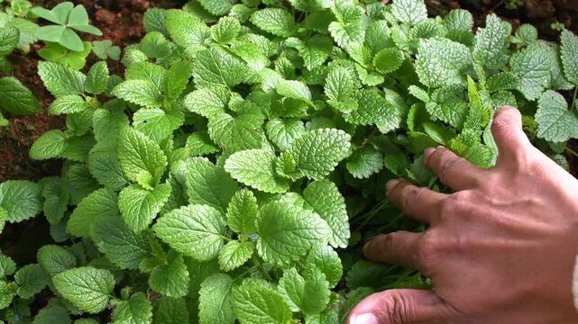 Farmer inspects lemon balm bushes before harvesting.