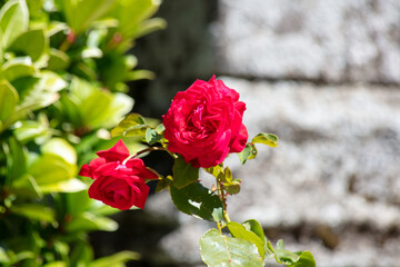 nature, horizon, beach, sky, color, sunset, silhouette, sun, sunrise, mountain, landscape, hill, cloud, summer, orange, evening, walking, flowers, people, statue, French, Brittany
French Region, 
